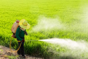 Farmers spraying pesticides in rice fields