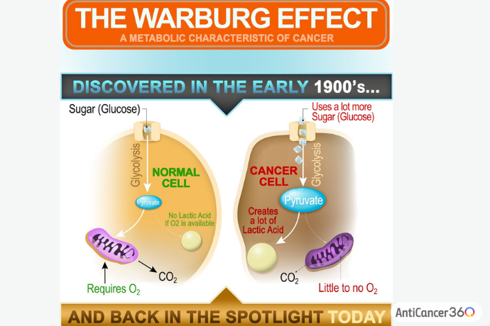 Warburg effect 