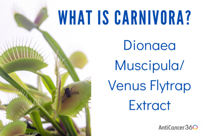 Should I Use Carnivora When Fighting Cancer