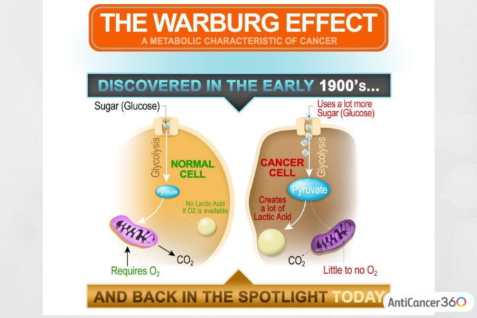 The warburg effect