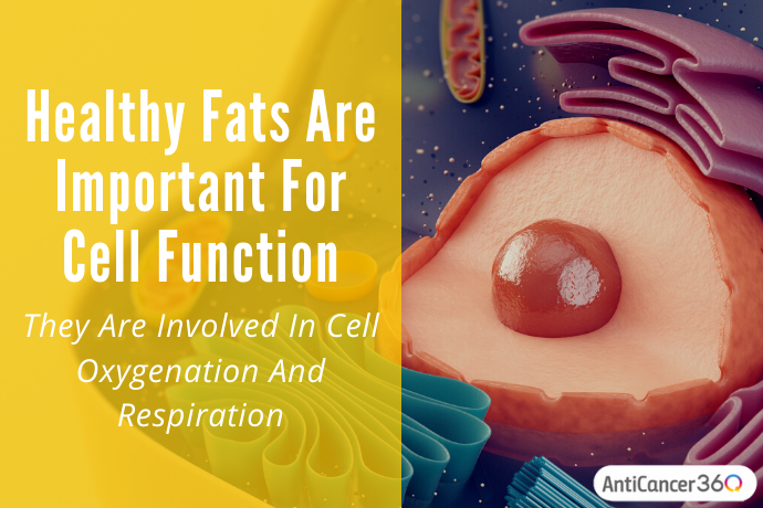 fat and cells