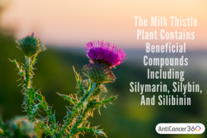 How to Use Milk Thistle to Fight Cancer: A Powerful Multi-Tasking Tool