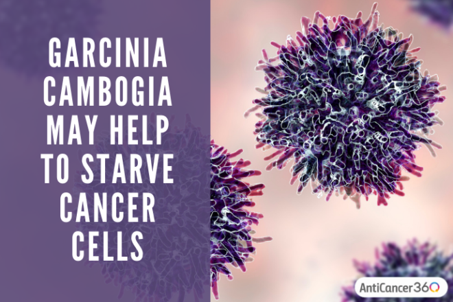 What Is Garcinia Cambogia And Why It May Be An Amazing Tool To Fight Cancer