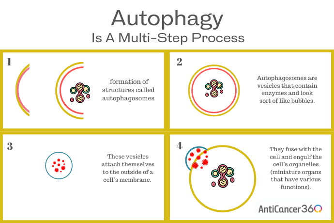 Autophagy process