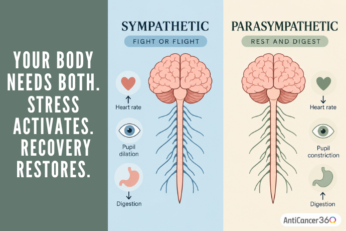 Sympathetic and parasympathetic nervous system infographic showing how stress activates the body and recovery restores it.